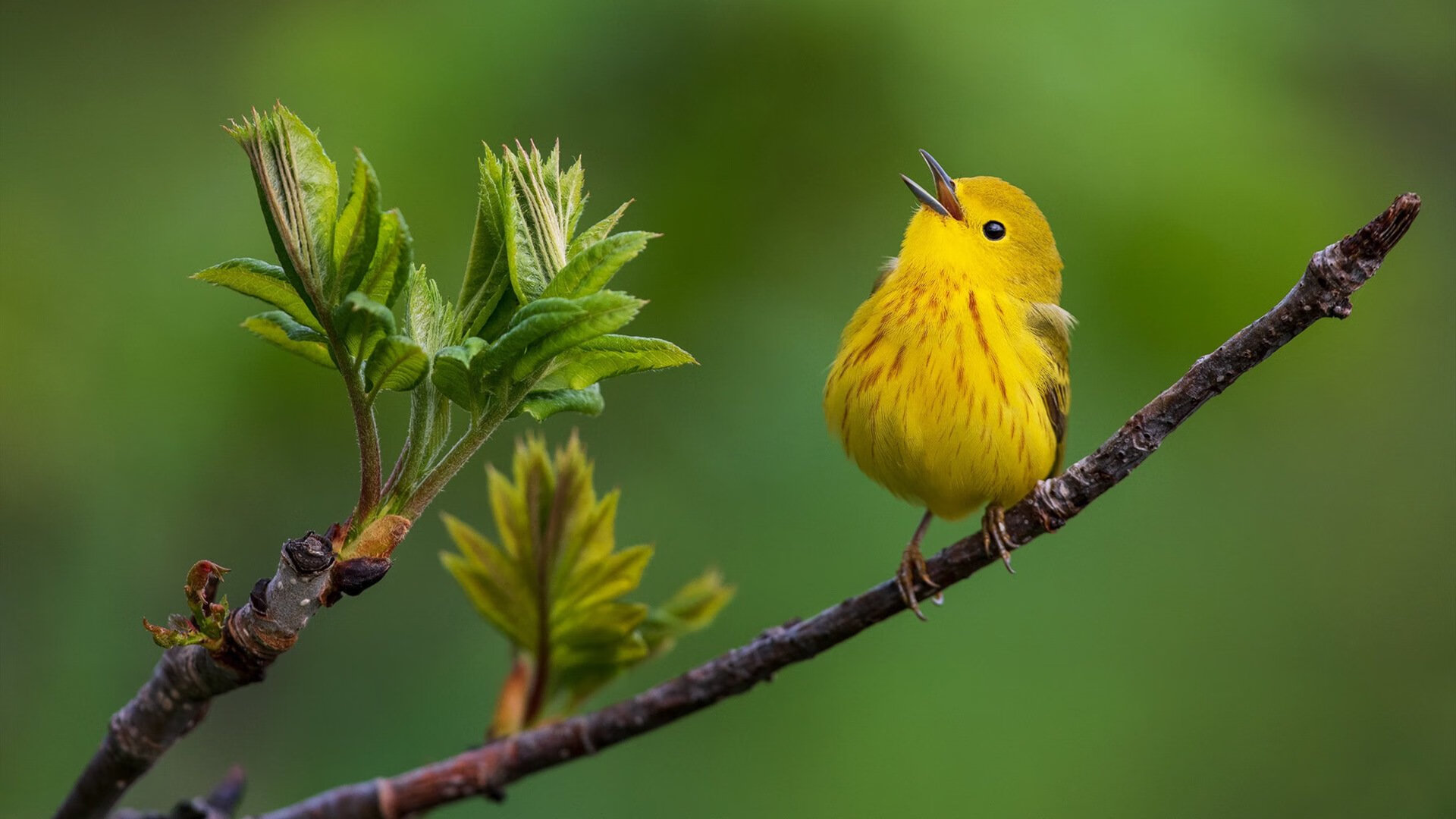 开云体育中国-世纪乌龙！2026世界杯惊现篮球火拼，迈阿密三分雨浇灭浙江队夺冠梦