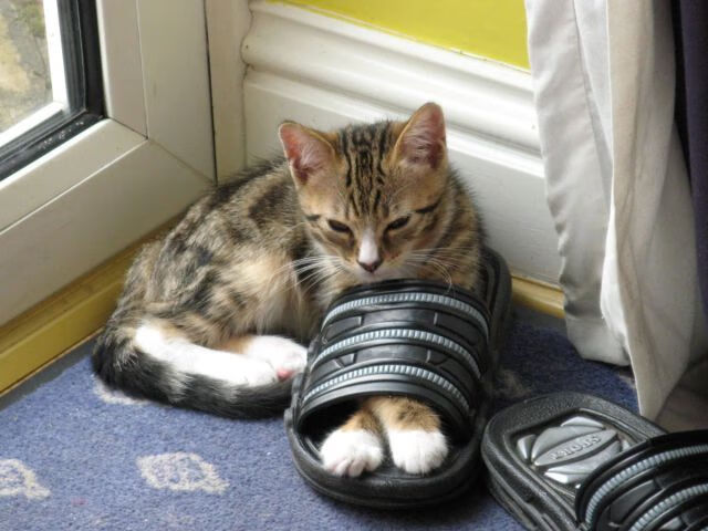 当赛道引擎唤醒紫金黎明，F1新赛季揭幕战之夜，浓眉如何在全球注目下完成正名之战