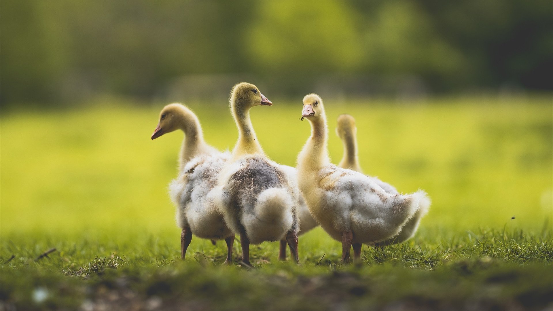 弗拉霍维奇教科书之夜，一剑封喉，诠释何为现代中锋的终极答案