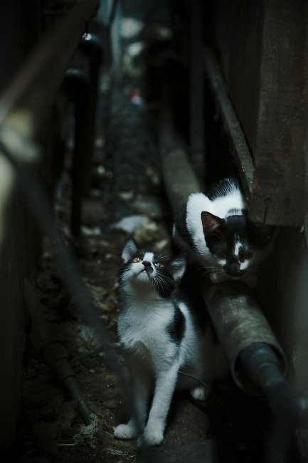 双线战场，格列兹曼的欧洲杯艺术，与土耳其血拼日本的奥运铁血