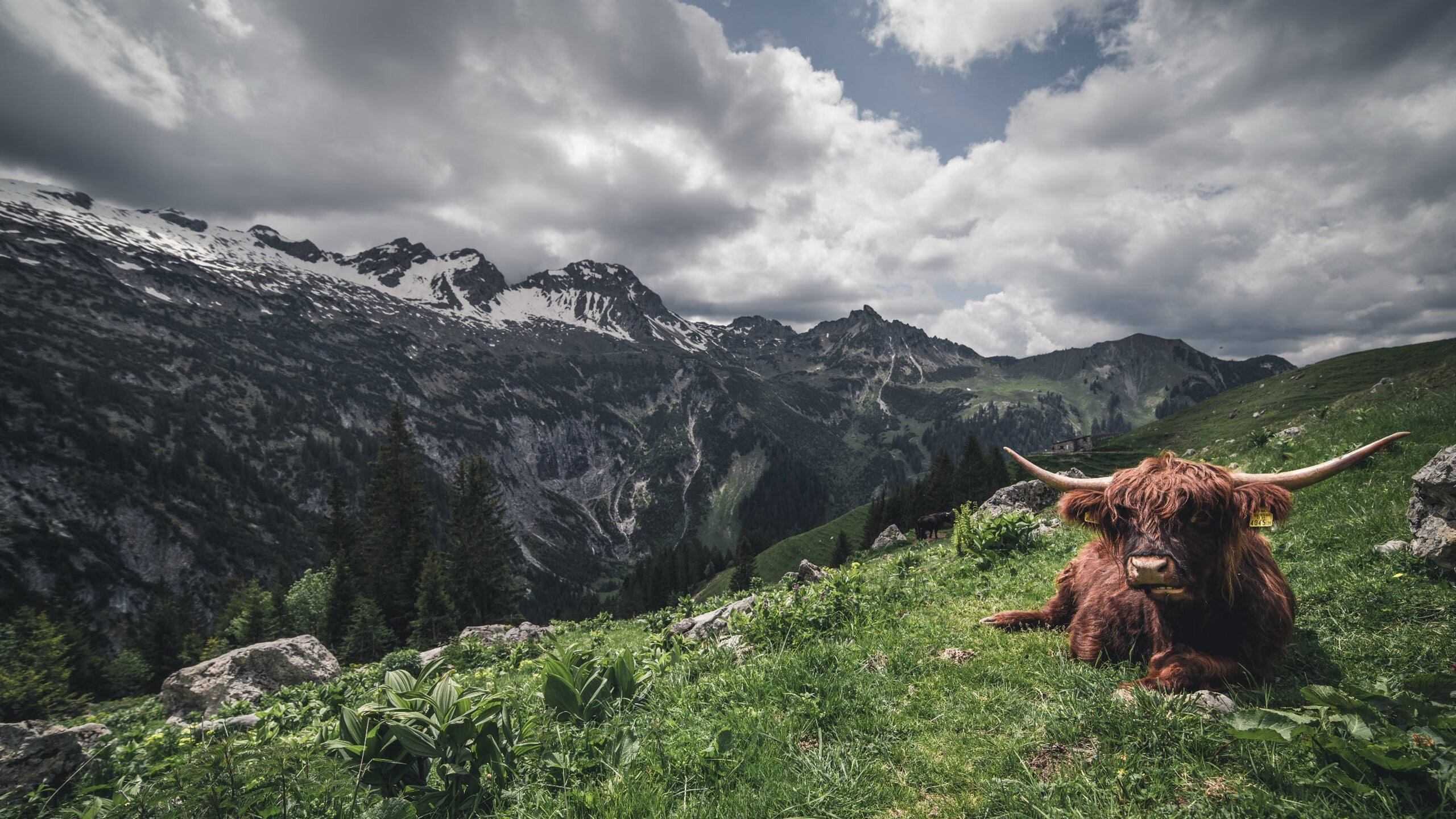 开云官网-英超争冠焦点战中的独行侠精神,正面击溃凯尔特人式的挑战