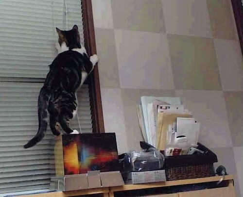 开云体育登录-季后赛的熊迹与库里的弑君时刻