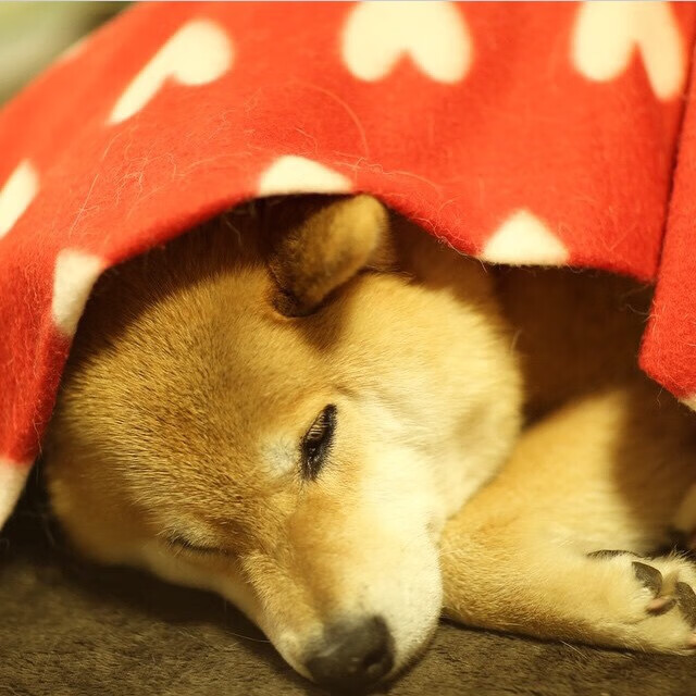 开云官网-奥运周期关键战,伊朗强势压制加拿大,焦点战重塑资格格局