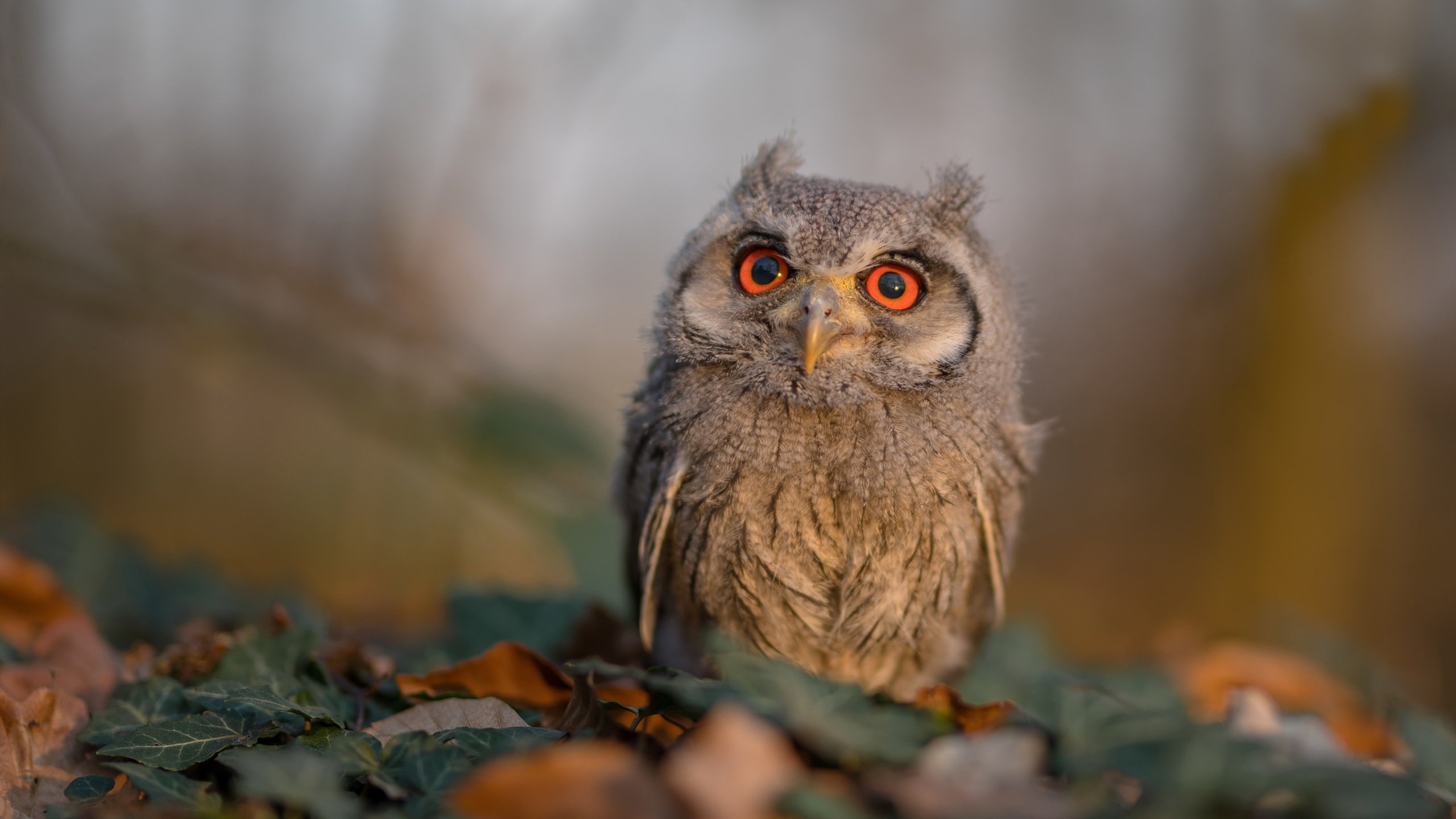 铁血纽约终破局 湖人王朝留残影，世界排名争夺战焦点战深度剖析