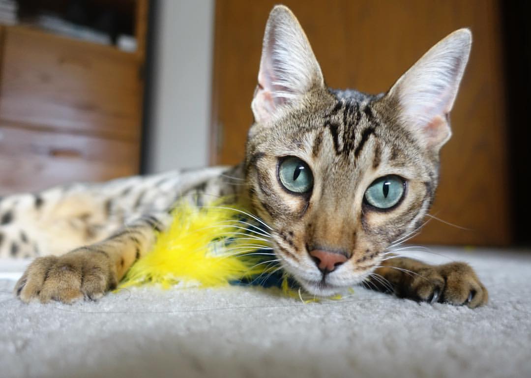 开云平台-军团对决!魔术奥运周期关键战完胜吉林,战术板上的国家预演