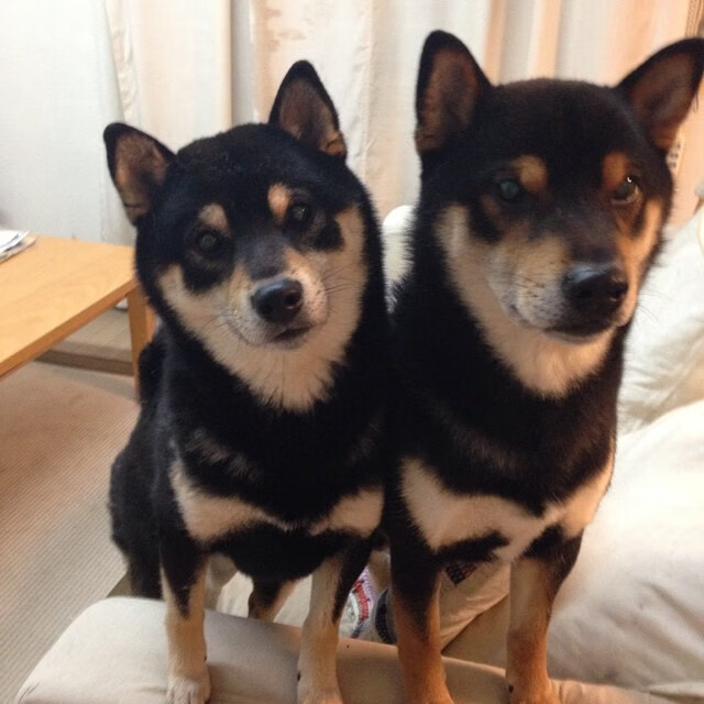 开云体育app-引擎轰鸣与篮球风暴,当速度成为唯一的通行证