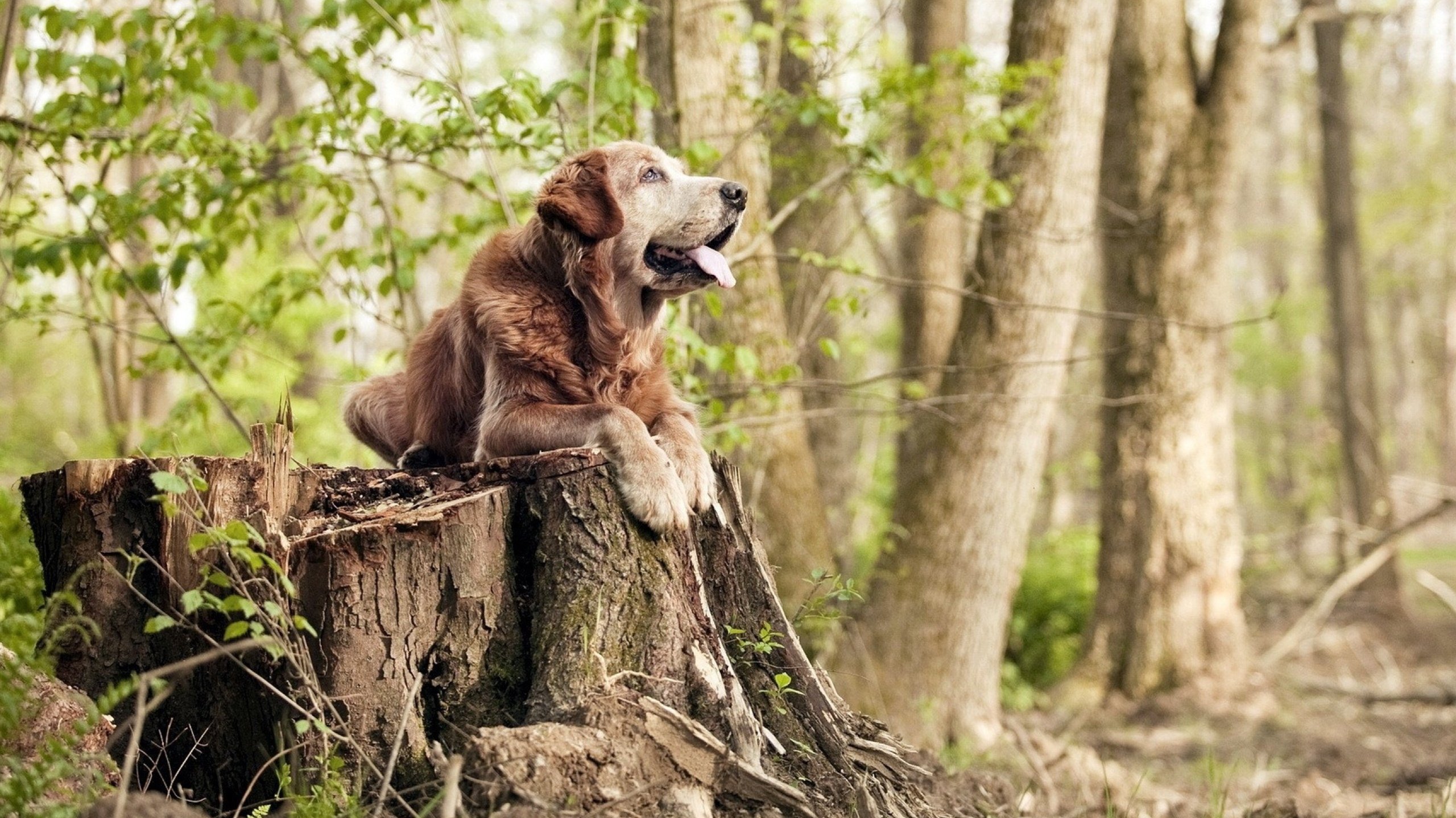 亚平宁飞鹰的觉醒，克瓦拉茨赫利亚点燃巴黎之夜，击溃亚特兰大之谜