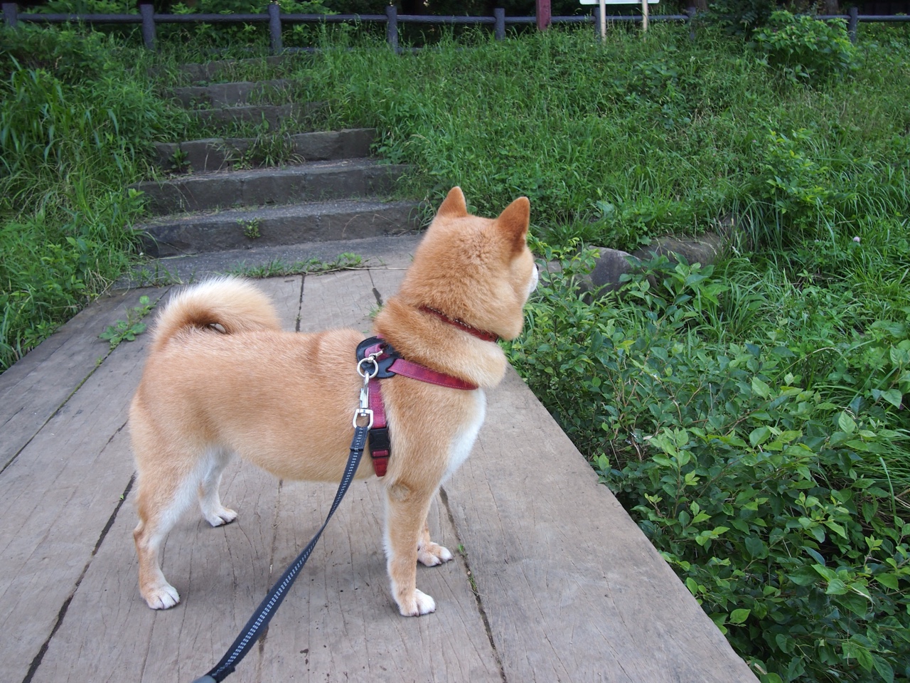 贝恩独舞，群雄俯首，步行者斩落山西背后的王者之路