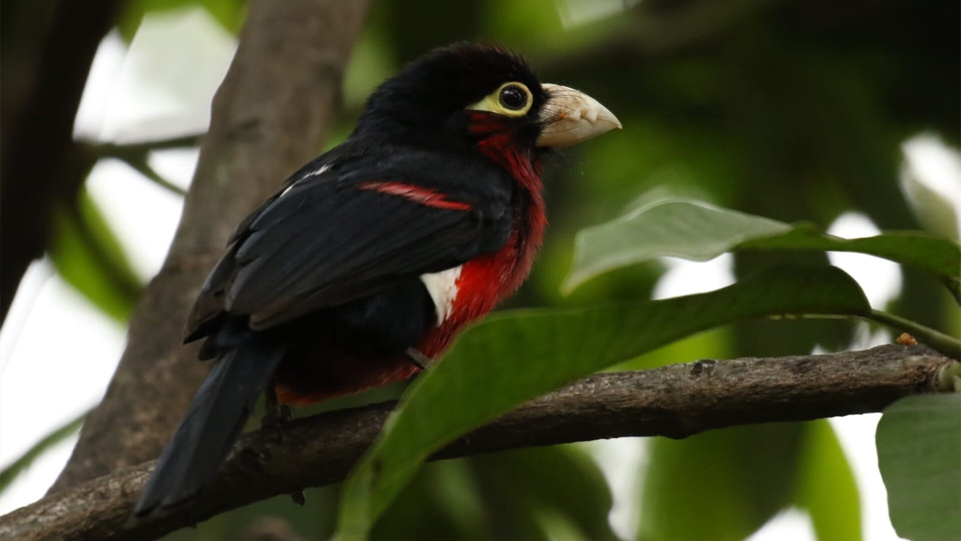 神迹之夜，苏亚雷斯加时独舞，突尼斯在史诗对决中击碎波兰