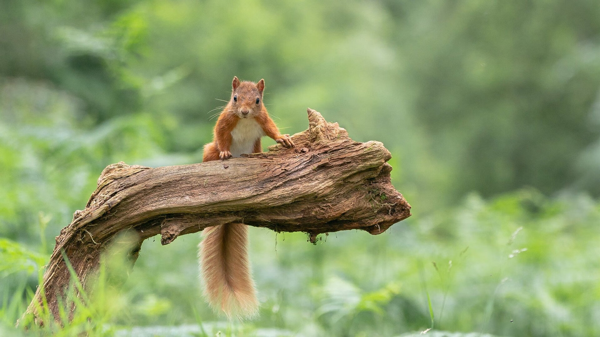 青春之刃的两种锋芒，德里赫特爆发与勒沃库森的生死战启示