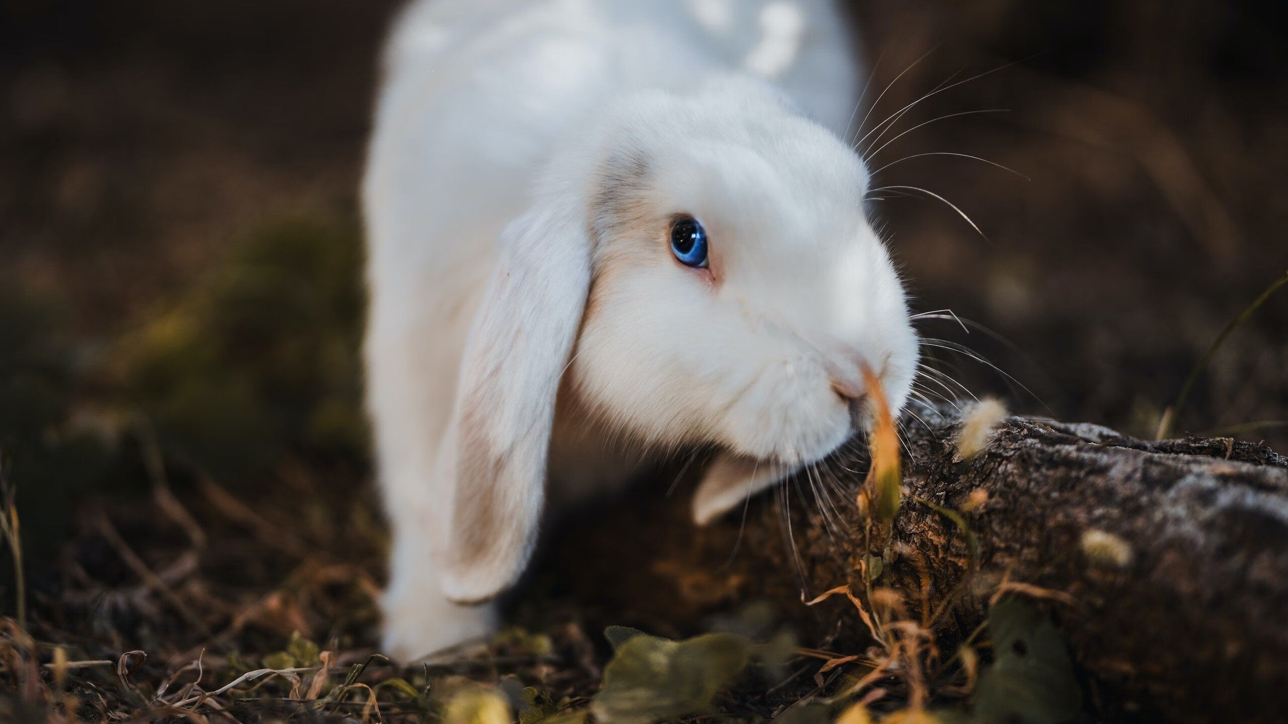 开云体育官网-跨界审判，当骑士降临北境—米切尔单骑改写猛龙开拓者战史