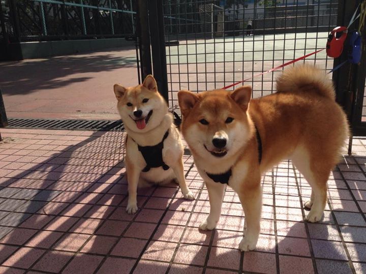 开云下载-F1街道赛之夜，当九号弯水渍成为小贾伦的镜面宇宙