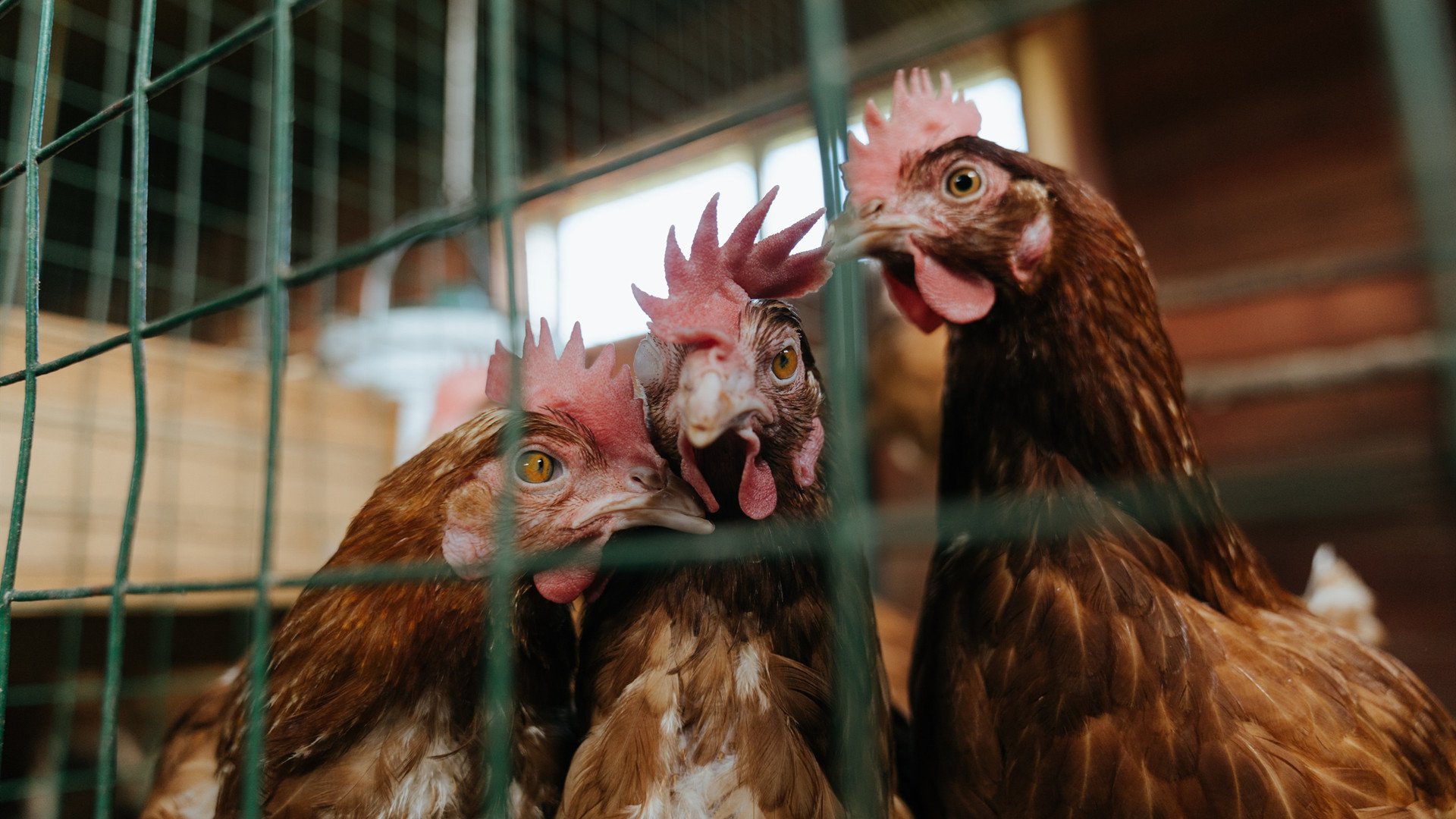 开云体育在线-非洲鼓点碾碎帝国节奏，当卡马文加的指挥棒遇上塞内加尔的闪电战