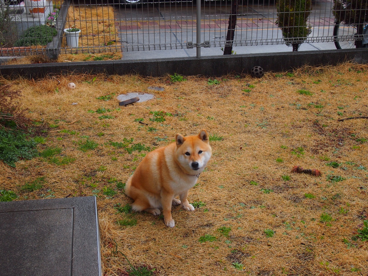 跨越太平洋的阻击，哈登封喉三分，关键先生从不手软