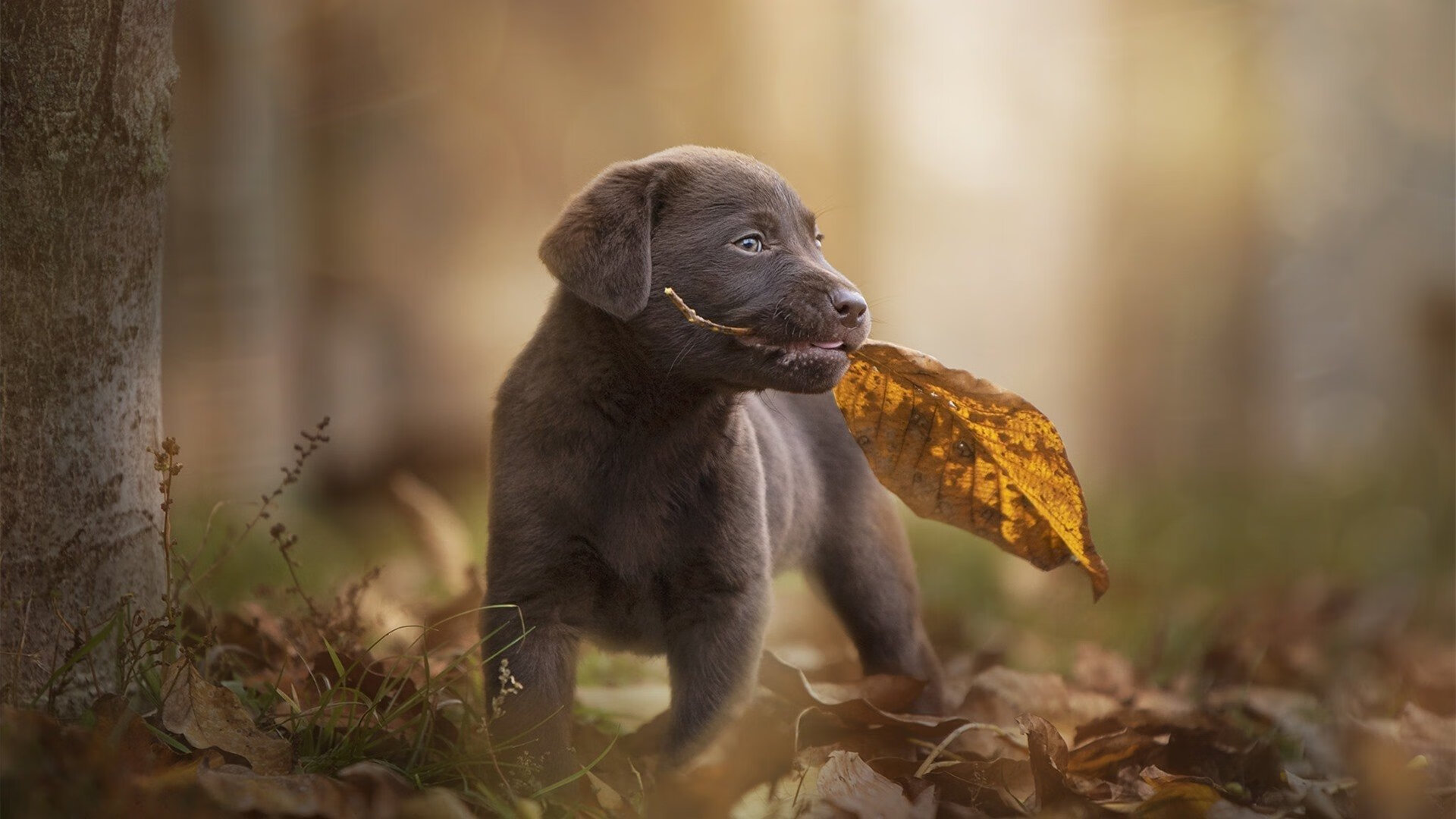 东决关键战之夜，卡马文加，冠军局外人如何创造最违和纪录？