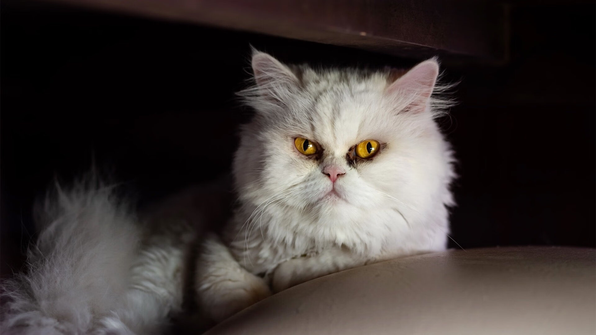 塔图姆,从大洋彼岸到中国主场的末节宣言