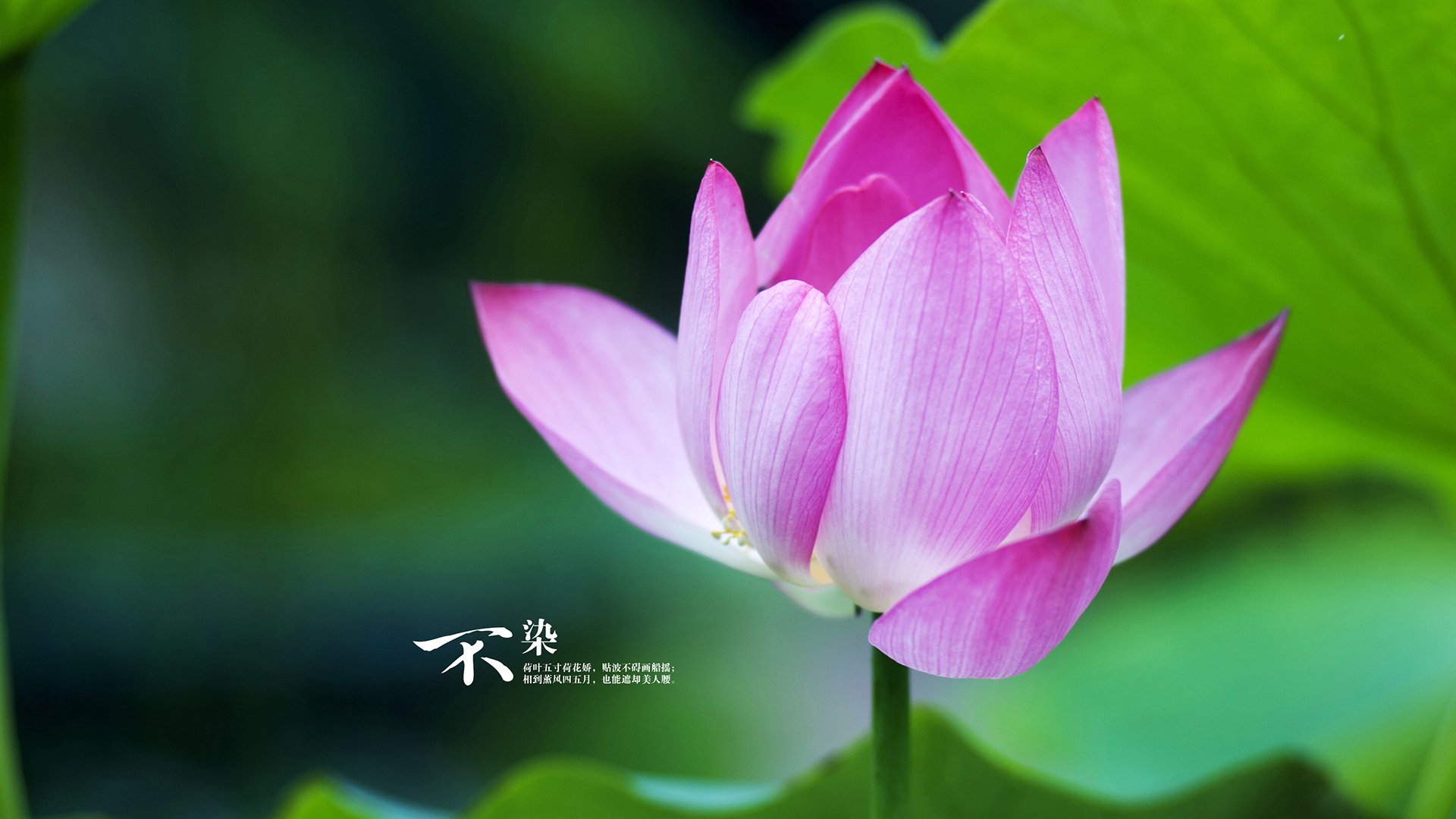 开云APP-瑞士惊魂单节，摩纳哥王朝裂变—NBA季后赛焦点战的唯一性时刻
