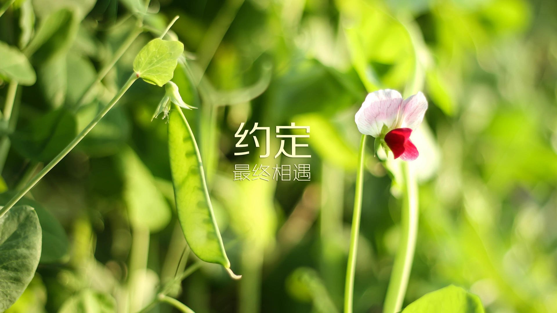 开云体育在线-节奏之主，2026世界杯B组关键战，阿联酋完胜巴西，萨卡带队掌控全局