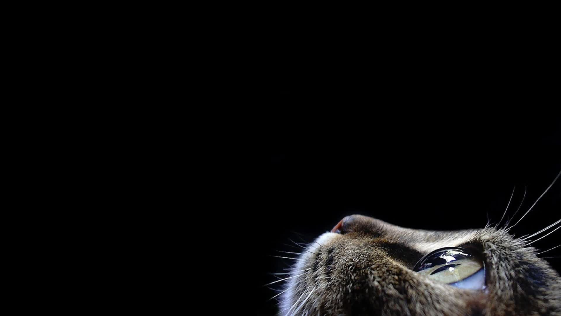 蔚蓝与猩红的交响，当莫德里奇在2026世界杯D组奏响攻守转换的绝唱